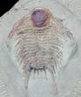 Long Chlustinia Trilobite - Rare Species #56811-1